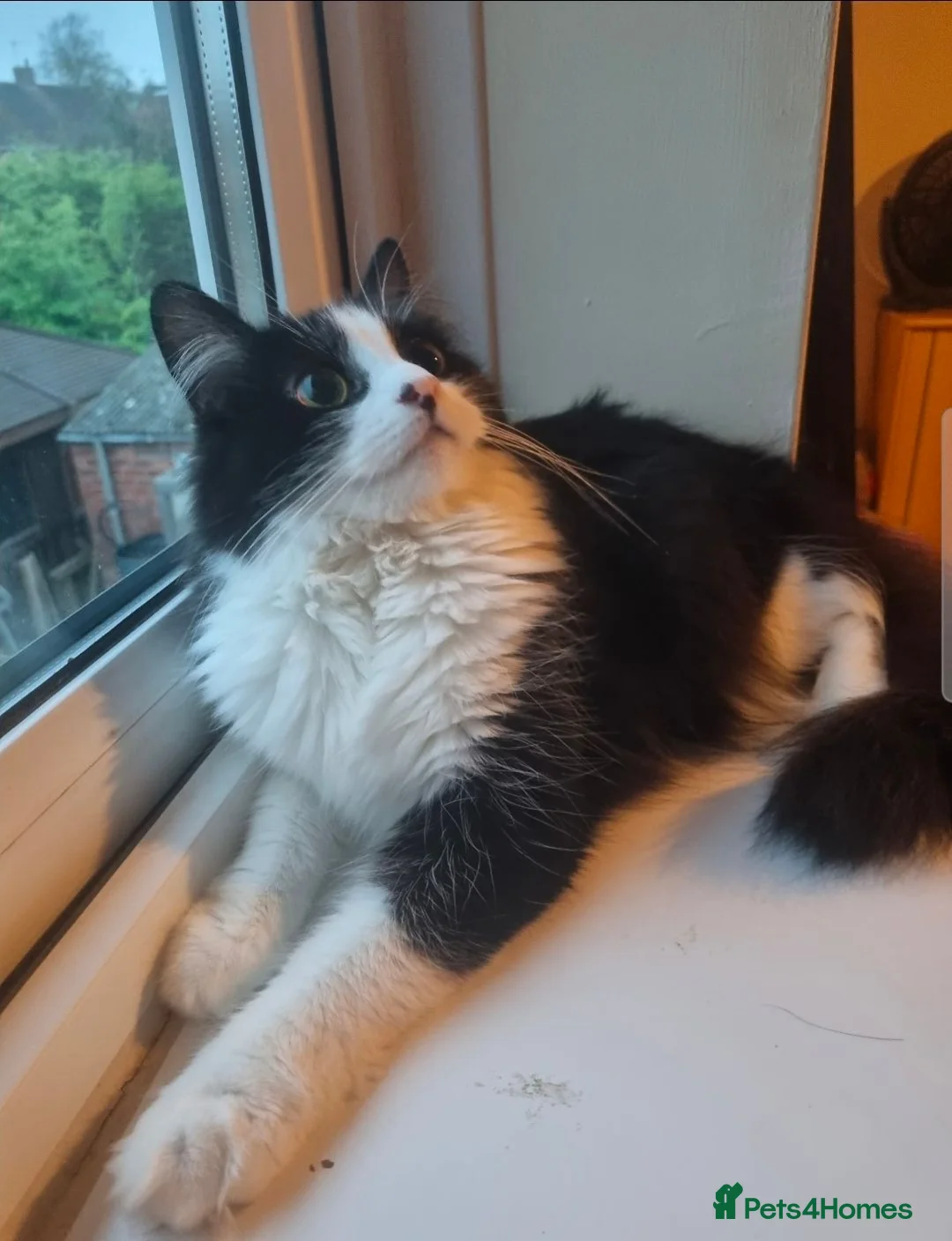 Mixed Breed cats for sale: Loving home required  in Kenilworth - Advert 2