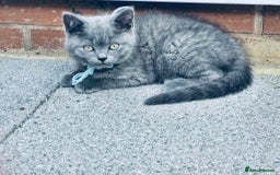 British Shorthair cats for sale: British shorthair  - Image 6