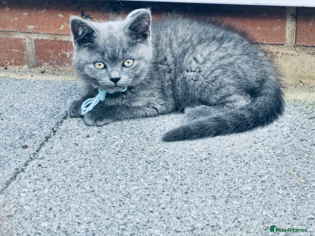 British Shorthair cats for sale: British shorthair  - Image 6