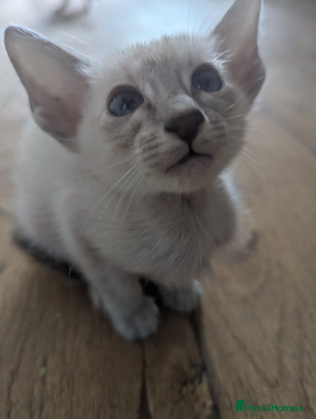 Siamese cats for sale: Loving friendly kittens seeking new slaves - Image 2