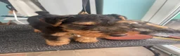 Welsh Terrier dogs for sale: KC registered, Stunning Welsh Terrier Pups in Barnoldswick - Advert 12