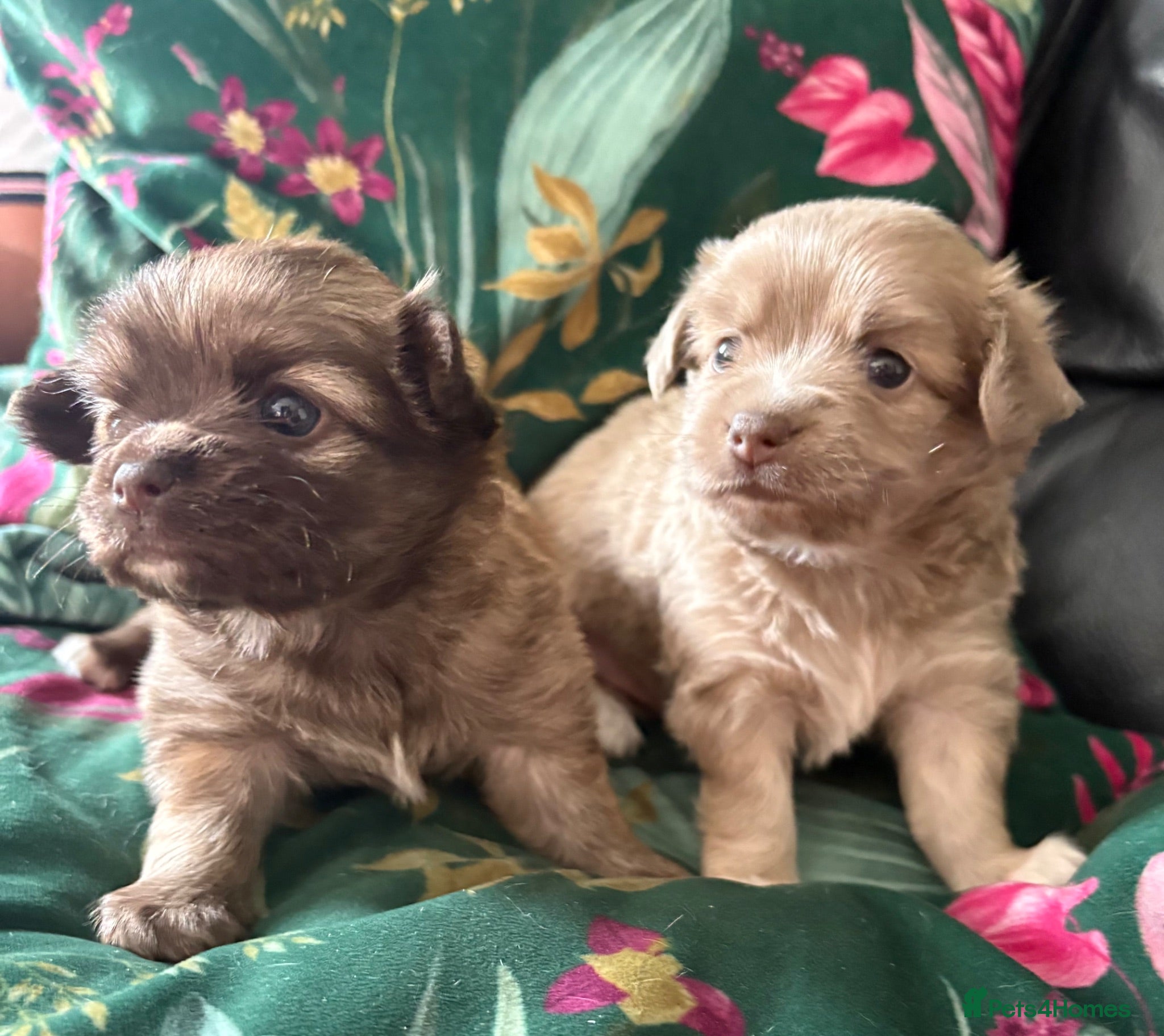 Chihuahua dogs Stunning Long Haired Chihuahua Puppies - Advert 12