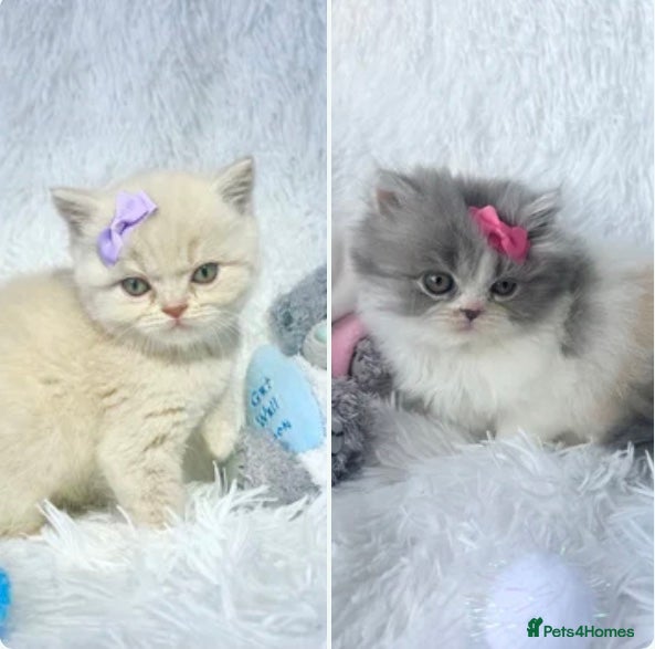 British Shorthair cats ⭐️ BRITISH SHORTHAIR & BRITISH LONGHAIR KITTENS ⭐️ - Advert 20