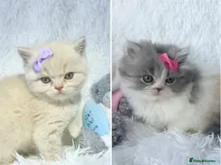 British Shorthair cats ⭐️ BRITISH SHORTHAIR & BRITISH LONGHAIR KITTENS ⭐️ - Advert 20