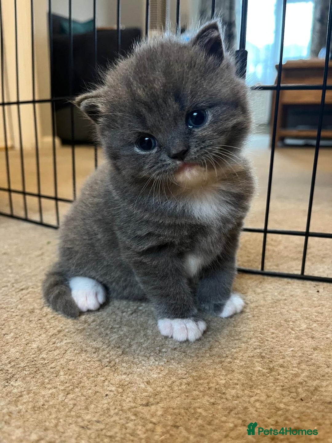 British Shorthair cats for sale: beautiful and cute kitten for sale  - Image 4