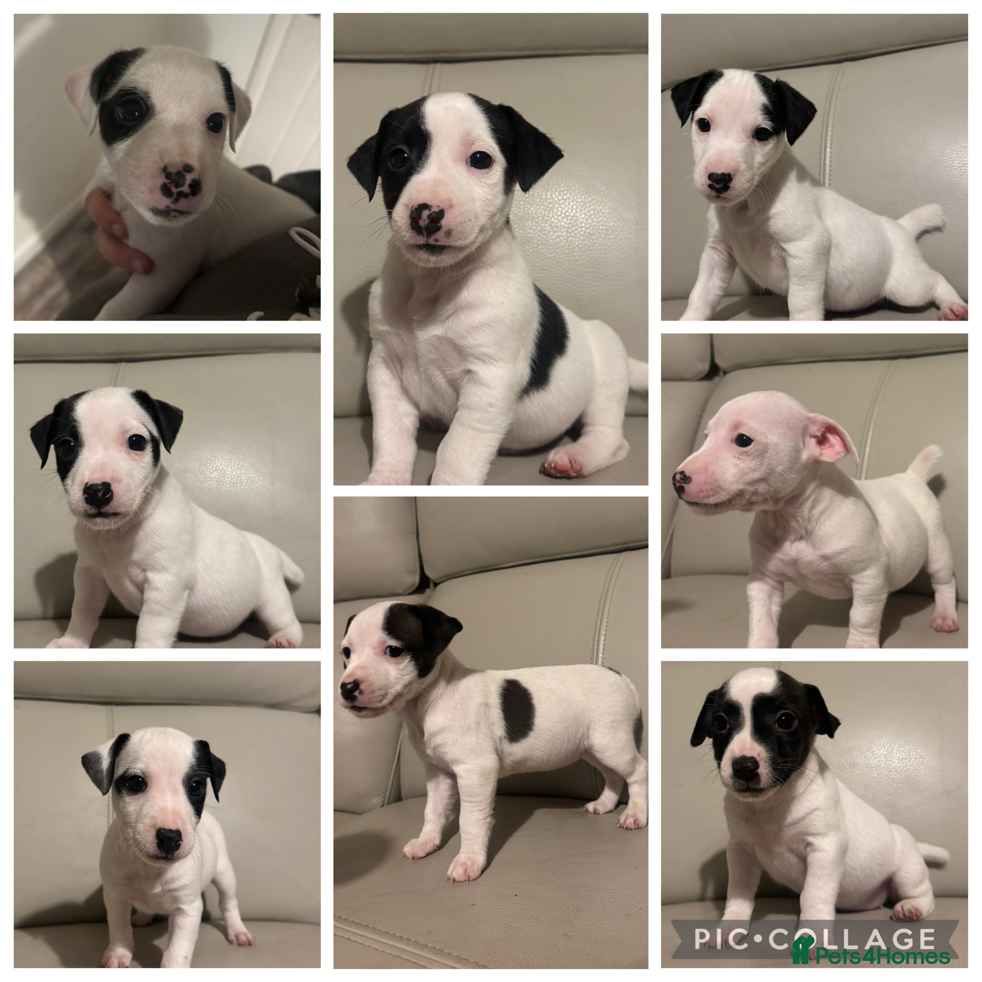 Jack Russell dogs Jack Russel puppy’s  - Advert 14