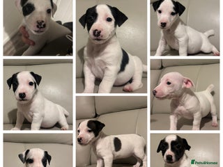 Jack Russell dogs Jack Russel puppy’s - Advert 5