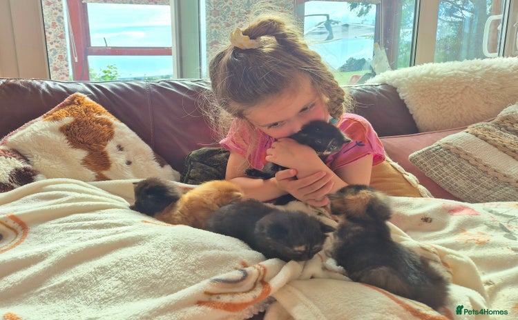 Mixed Breed cats - Advert 1