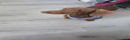 Miniature Dachshund dogs for sale: KC Registered Miniature Dachshund boy - Advert 10