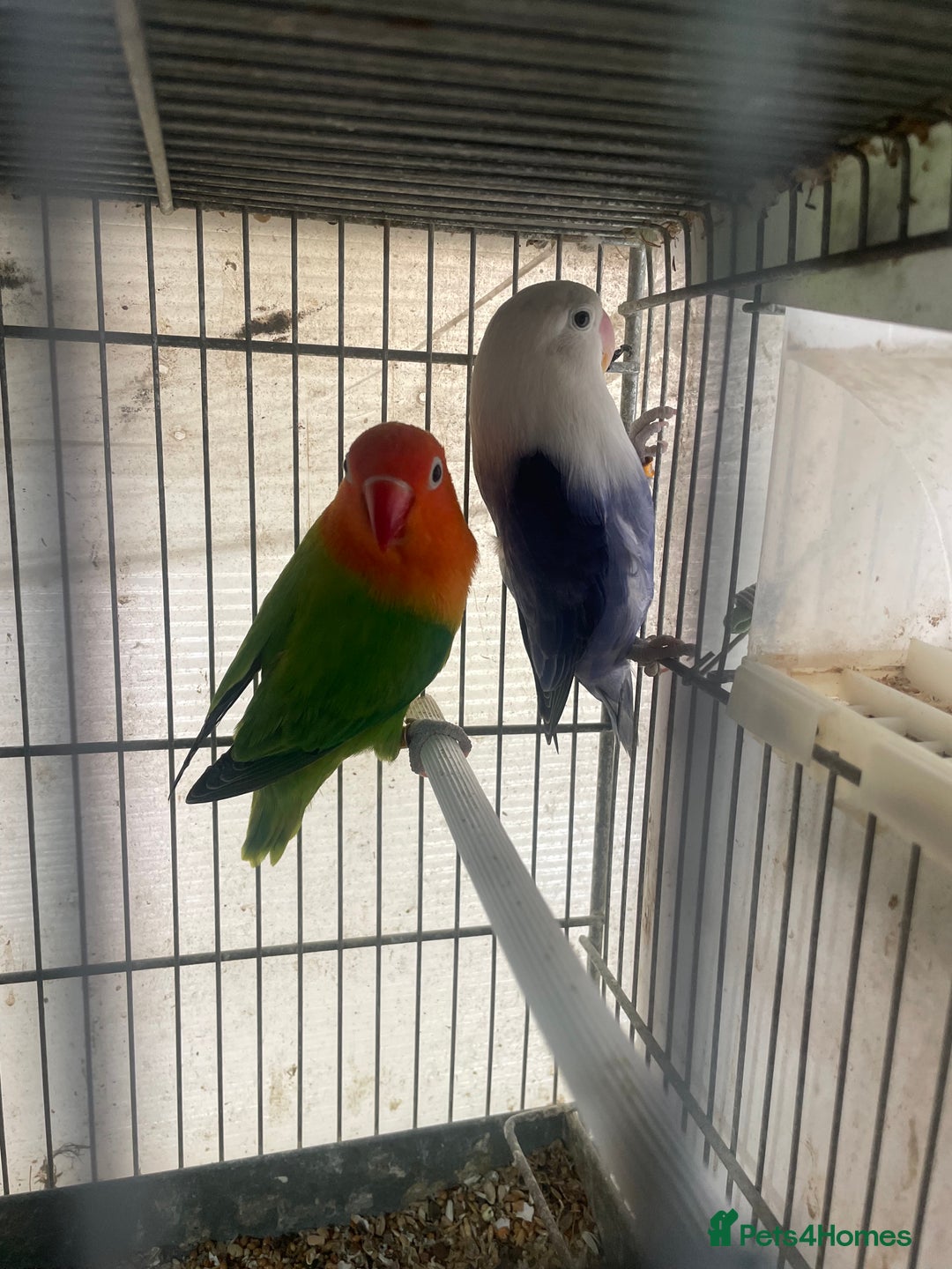 Lovebirds birds for sale: Love birds  - Image 4