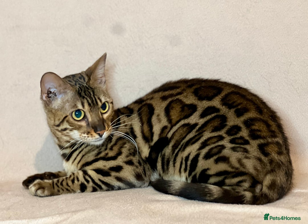 Bengal cats for sale: Bengal Queen  - Advert 20