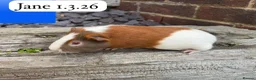 Guinea Pig rodents for sale: Gorgeous baby guinea pigs. Sheffield - Advert 3