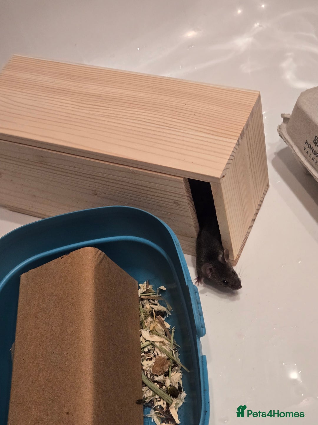 Mouse rodents for sale: Young mice (M/F) for sale - Advert 4