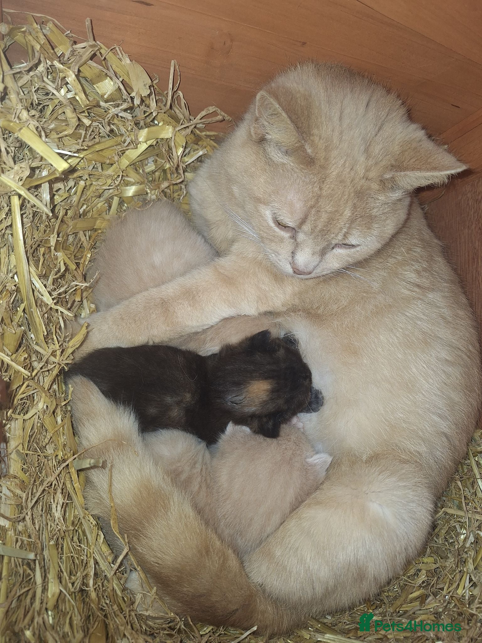 Mixed Breed cats 2 x cream males british shorthair cross bengal  - Advert 1