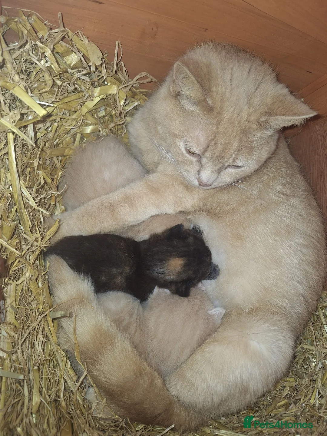 Mixed Breed cats for sale: 2 x cream males british shorthair cross bengal  in Kettering - Advert 1