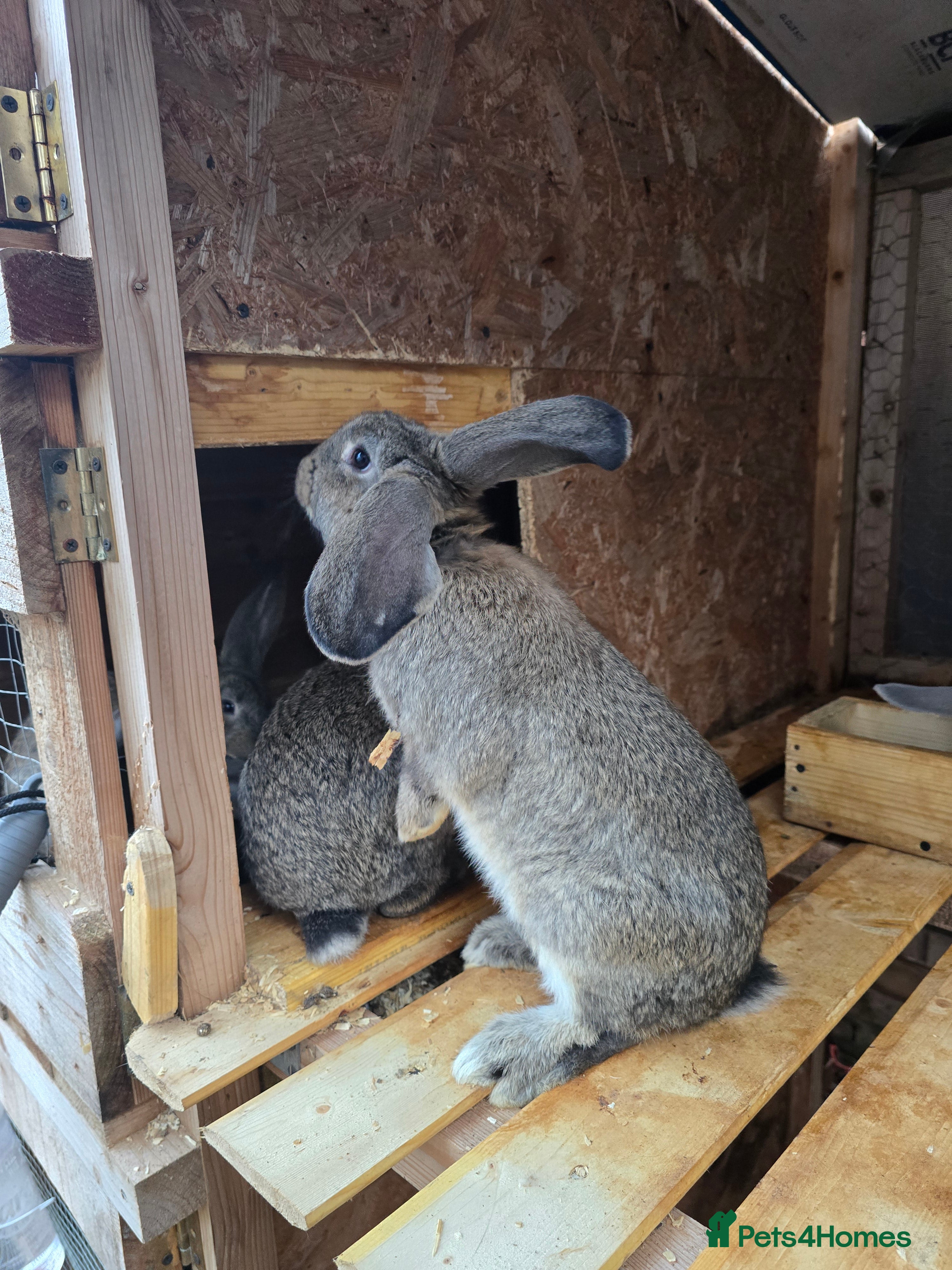 Rex rabbits ❤️Rex bunnies ready to leave❤️ - Advert 5