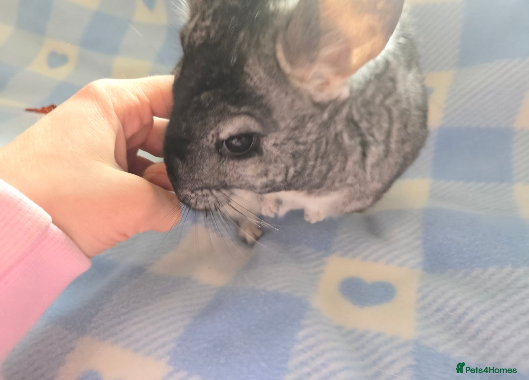 Chinchilla rodents for sale: Bonded mother and daughter pair - Image 5