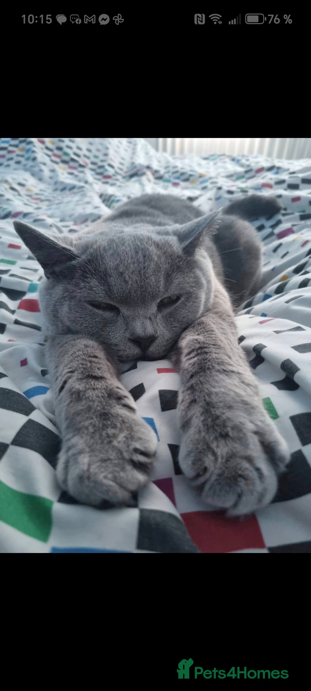 Russian Blue cats for sale: Cat looking for new home - Advert 5