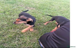Huntaway dogs for sale: Huntaway cross puppies - Image 5