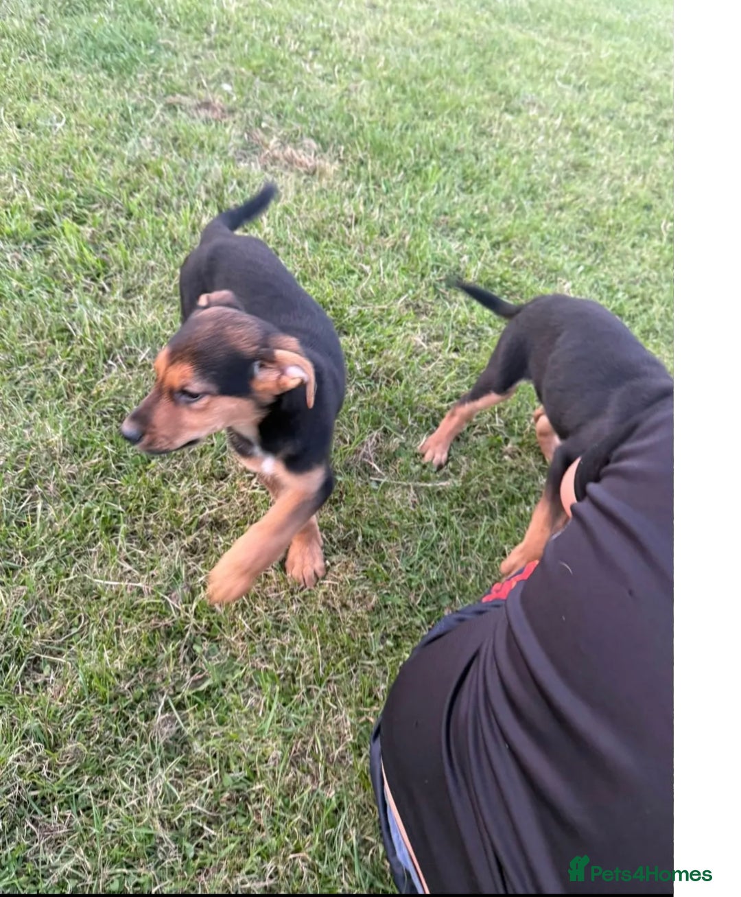 Huntaway dogs for sale: Huntaway cross puppies - Image 5