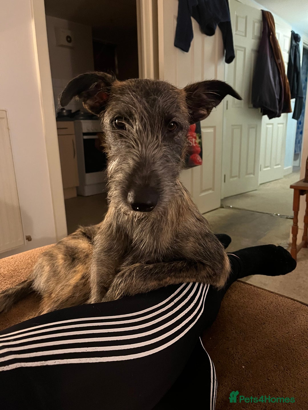 Mixed Breed dogs for sale: Lurcher Siblings - Image 14