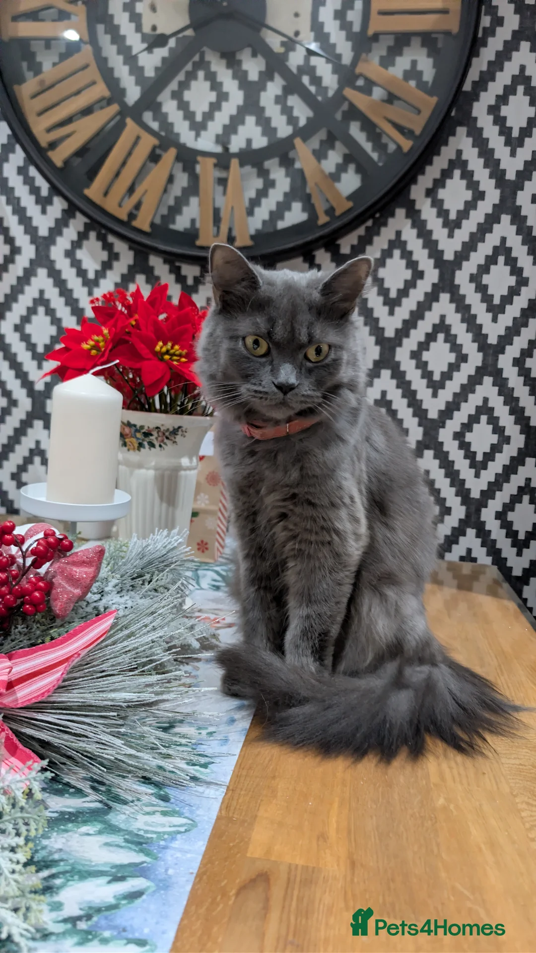 British Shorthair cats for sale: 💙Gorgeous British Shorthair / Longhair Kittens 💙 - Advert 2