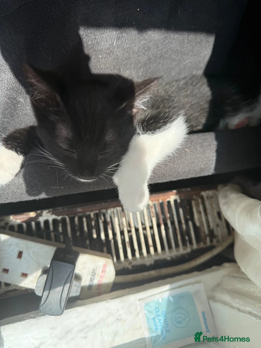 Mixed Breed cats for sale: 2 kittens  - Advert 4