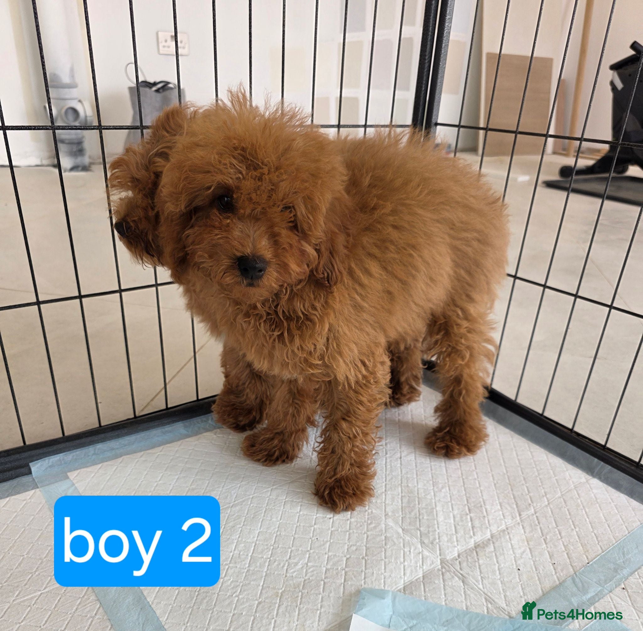Cavapoo dogs 2 left Adorable F1B Cavapoo puppies for sale  - Advert 1