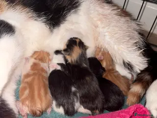 Domestic Shorthair cats 5 beautiful kittens - Advert 1