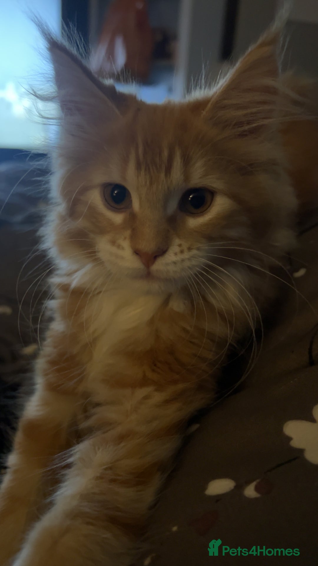 Maine Coon cats for sale: 2 Ginger Maine Coon females  - Image 2