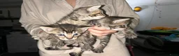 British Shorthair cats for sale: Tabby kittens  in Whitstable - Advert 4