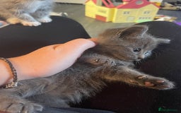 Mixed Breed cats for sale: 1 male still available  in Witney - Image 13