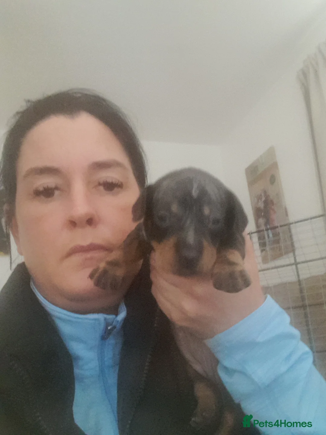 Dachshund dogs for sale: Daschund puppies ready on 8th april  - Advert 2