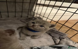 British Shorthair cats for sale: British blue shorthair  - Image 5