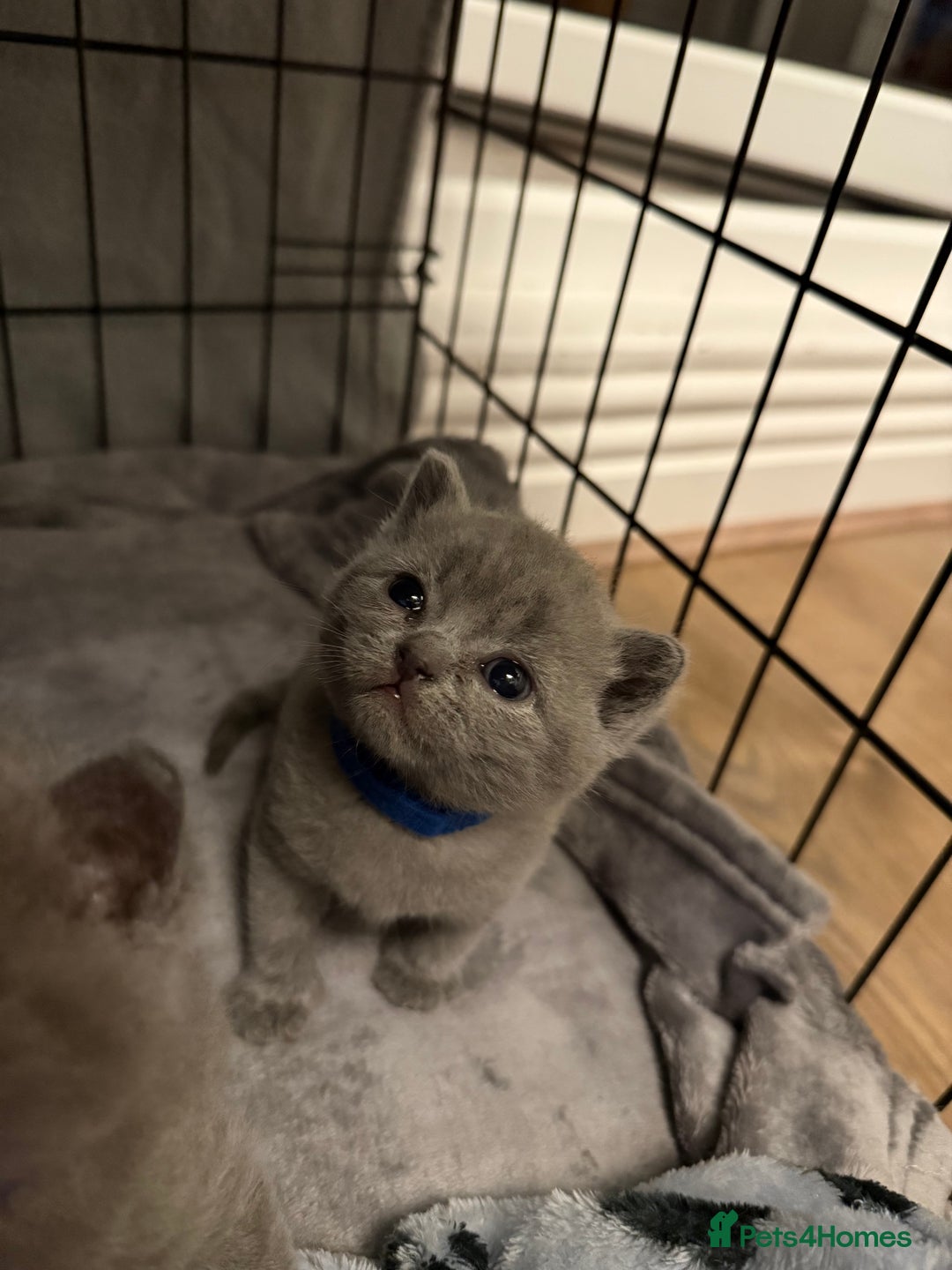 British Shorthair cats for sale: British blue shorthair  - Image 5