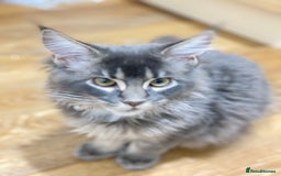 Maine Coon cats for sale: Maine Coon Kittens Ready for Their Forever Homes - Advert 3