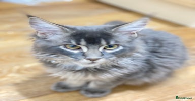 Maine Coon cats Maine Coon Kittens Ready for Their Forever Homes - Advert 2