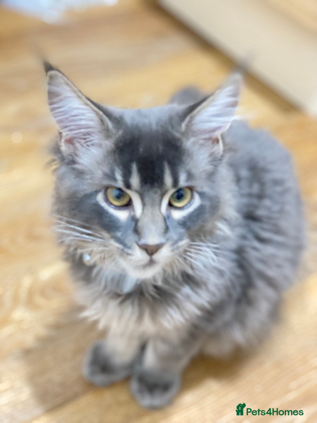 Maine Coon cats for sale: Maine Coon Kittens Ready for Their Forever Homes - Advert 3