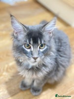 Maine Coon cats Maine Coon Kittens Ready for Their Forever Homes - Advert 2