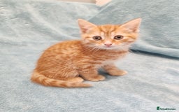 Mixed Breed cats for sale: BEAUTIFUL KITTENS VIDEOS - Image 8