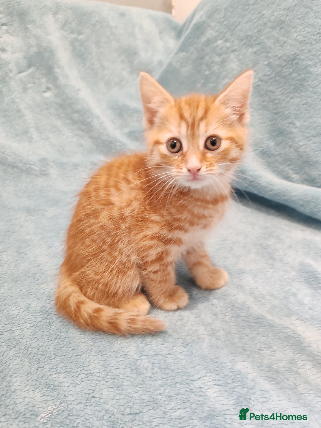 Mixed Breed cats for sale: BEAUTIFUL KITTENS VIDEOS - Image 8