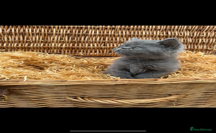 Exotic cats - Advert 3