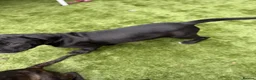 Cane Corso dogs for sale: Cane corso puppies - Advert 31