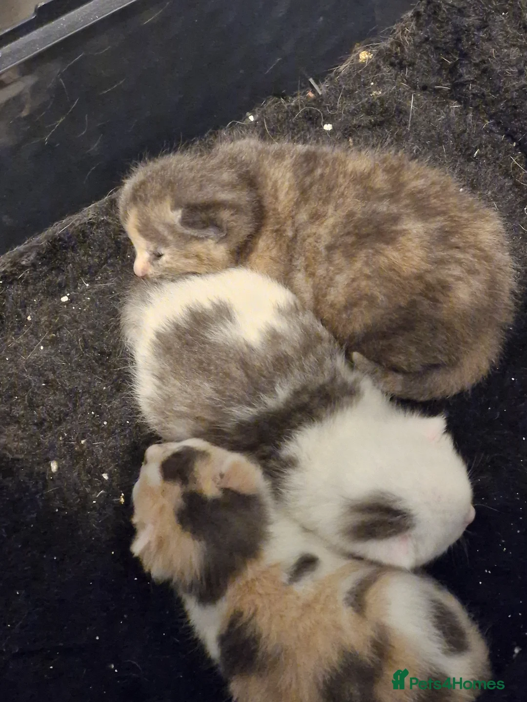 British Shorthair cats for sale: BSH CROSS BENGAL KITTENS - Advert 1