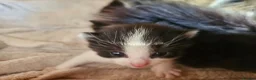Mixed Breed cats for sale: 4 male kittens - Advert 7