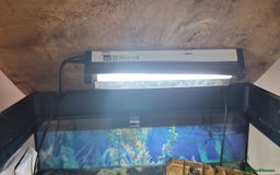 Terrapin reptiles for sale: Musk turtle to good home - Image 5