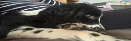 Mixed Breed dogs for sale: One year old mixed girl looking for a loving home in Bognor Regis - Advert 5
