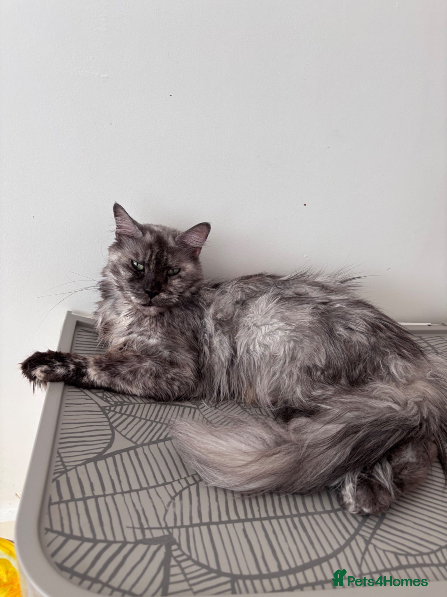 Maine Coon cats Silver Tabby Maine Coon Female  - Advert 8