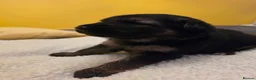 German Shepherd dogs for sale: German shepard pups in Glasgow - Advert 13