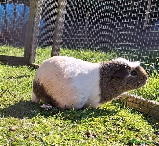 Guinea Pig rodents 3 female guinea pigs for sale  - Advert 22
